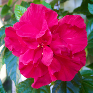 Incredible pink-red spring blooms on rare outdoor perennial plant Hibiscus mutabilis Confederate Rosemallow in Taiwan garden