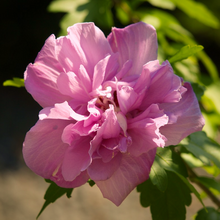 Load image into Gallery viewer, Light-pink summer flowers bloom on RHS Award of Garden Merit rare perennial plant Confederate Rosemallow Hibiscus mutabilis 