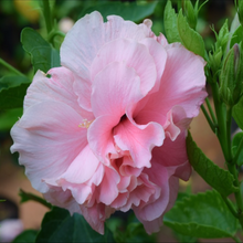 Load image into Gallery viewer, Pink-white spring blooms on beautifully-flowered garden shrub Cotton Rose Hibiscus mutabilis in China | Heartwood Seeds UK