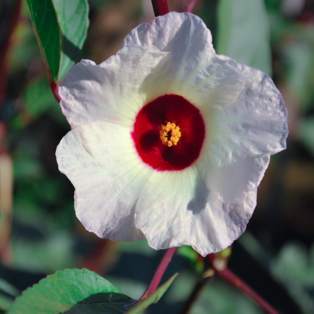 Beautiful deep-red centred cream-white summer flower of garden perennial Maple-Leaf Hibiscus sabdariffa | Heartwood Seeds UK