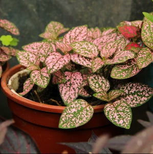 Beautiful pink & green spotted leaves of the Polka Dot house plant Hypoestes phyllostachya 'Pink Splash' | Heartwood Seeds UK