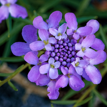 Load image into Gallery viewer, Beautiful fragrant summer flowers in pale violet petal shades on highly-attractive annual outdoor herb Iberis amara Candytuft