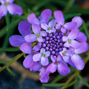 Beautiful fragrant summer flowers in pale violet petal shades on highly-attractive annual outdoor herb Iberis amara Candytuft