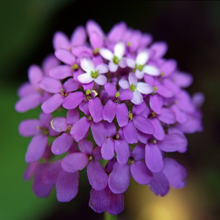 Load image into Gallery viewer, Spectacular violet &amp; bright white spring flowers of garden perennial Iberis amara the Bitter Wild Candytuft | Heartwood Seeds UK