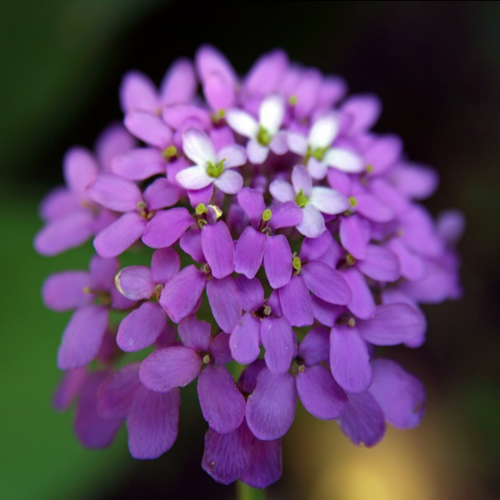 Spectacular violet & bright white spring flowers of garden perennial Iberis amara the Bitter Wild Candytuft | Heartwood Seeds UK