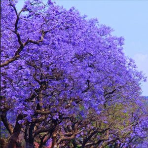 Spectacular mauve flowering display of a row of Jacaranda mimosifolia trees during Spring within Johannesburg South Africa
