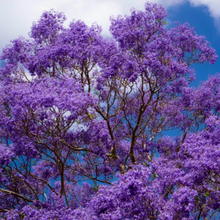 Load image into Gallery viewer, Blue sky penetrates through panicles of fragrant trumpet-shaped lavender flowers of a Jacaranda mimosifolia tree in Australia