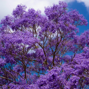 Blue sky penetrates through panicles of fragrant trumpet-shaped lavender flowers of a Jacaranda mimosifolia tree in Australia