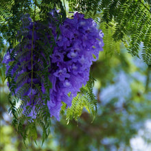 Load image into Gallery viewer, Purple flowers hang off the lacy bright-green fern-like foliage of a Jacaranda mimosifolia tree within tropical South America
