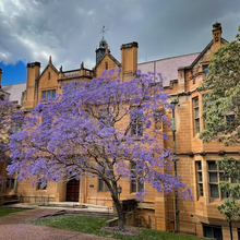 Load image into Gallery viewer, Striking amethyst purple flowers of an attractive Jacaranda mimosifolia tree in blossom during summer | Heartwood Seeds UK