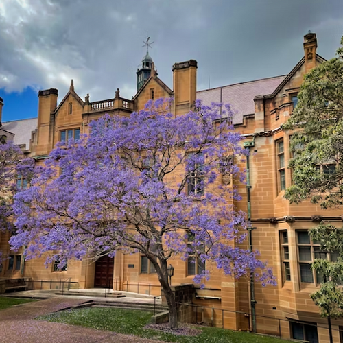 Striking amethyst purple flowers of an attractive Jacaranda mimosifolia tree in blossom during summer | Heartwood Seeds UK