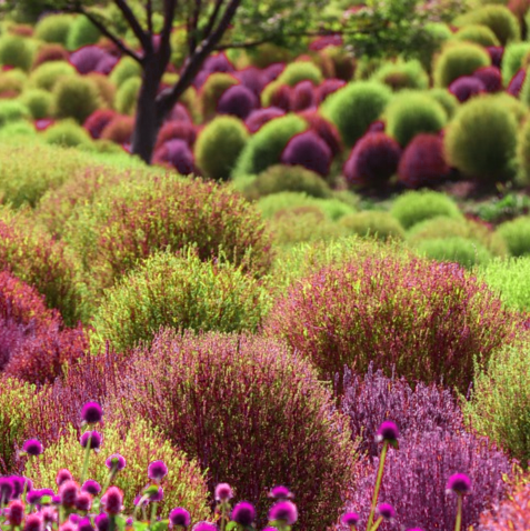 Bright pink clumps of Kochia scoparia var. trichophylla contrast with a green sloped field during autumn | Heartwood Seeds UK