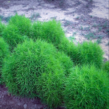 Load image into Gallery viewer, Strikingly beautiful globes of bright green foliage of the grass-like annual Kochia scoparia var. trichophylla during spring