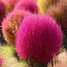 Load image into Gallery viewer, Strikingly beautiful globes of bright pink flowers of the grass-like annual Kochia scoparia var. trichophylla during Summer