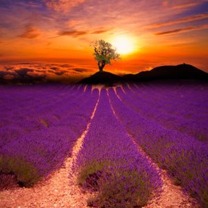 A field of Lavandula stoechas French Lavender creates a sea of intense purple during a beautiful sunset | Heartwood Seeds UK