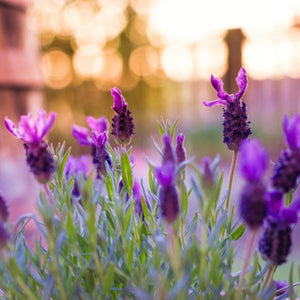 Intense violet bracts on top of dark purple flower spikes give Lavandula stoechas the title of the RHS Award of Garden Merit