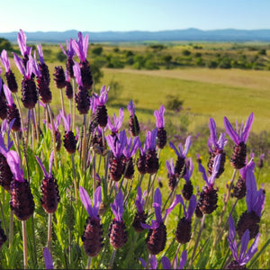 View of stunning rolling countryside behind a small plant of French lavender during spring