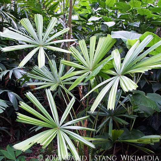 The rare Asian Mangrove Palm Licuala spinosa with beautiful arching form and circular divided fan leaves | Heartwood Seeds UK