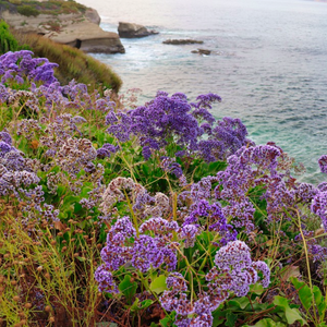 Bold diamond-shaped foliage and beautiful lavender flowers of Limonium perezii Sea Statice on the coast of the Canary Islands