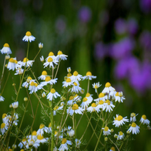 Load image into Gallery viewer, Lovely white spring flowers &amp; finely-divided foliage of Matricaria chamomilla German Chamomile in a wildflower meadow garden