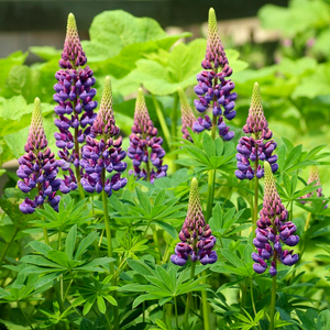 Purple-pink spring blooms borne above lush green palmate April foliage of outdoor plant Succulent Lupine Lupinus succulentus 