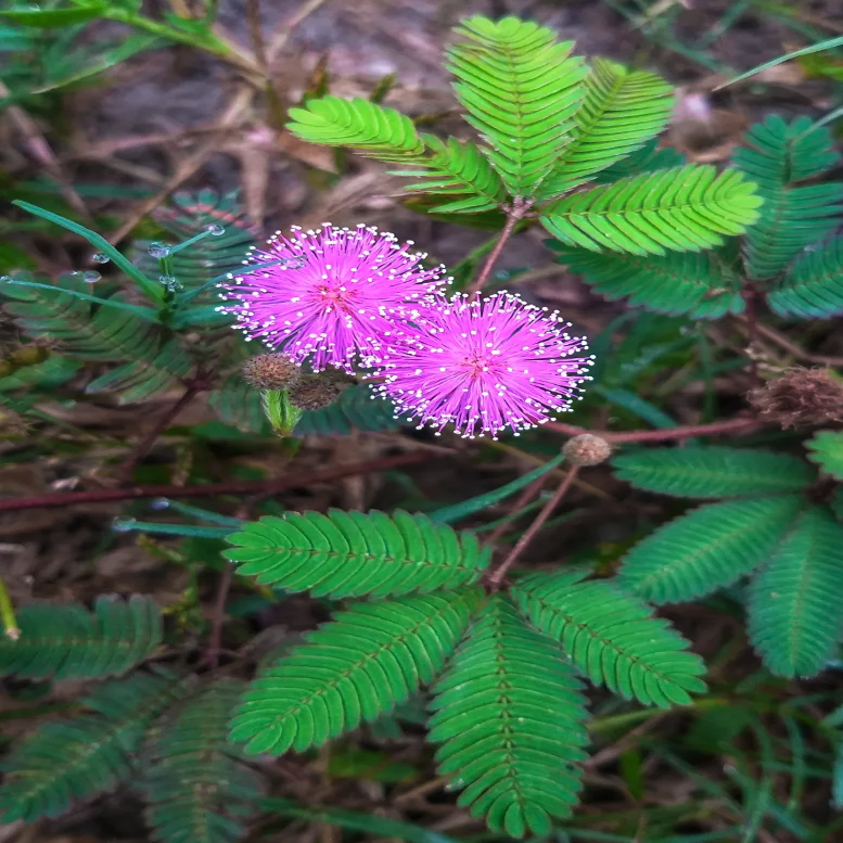 Bright pink flowers of indoor tropical Sensitive Plant Mimosa pudica glow in sun like fiber-optic lights | Heartwood Seeds UK
