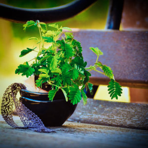 The rare annual exotic houseplant Mimosa pudica the Sensitive Plant sits in blue pot on garden bench in outdoor exotic garden