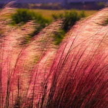 Load image into Gallery viewer, Silky haze of magenta flower heads of ornamental Pink Muhly Grass Muhlenbergia capillaris during autumn | Heartwood Seeds UK