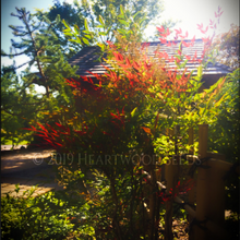 Load image into Gallery viewer, Morning sun shines on the bright red leaves of an upright Nandina domestica Heavenly Bamboo in front of a Japanese hut