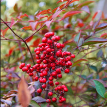 Load image into Gallery viewer, Shiny red berries glisten on the purple tinted autumn leaves of a Nandina domestica Sacred Heavenly Bamboo in China
