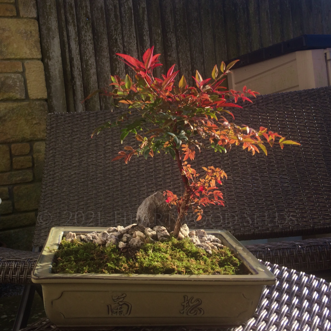 Varying leaf colours and pretty form of a Nandina domestica bonsai tree illustrate why it has the RHS Award of Garden Merit
