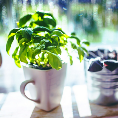 Bright green leaves of the herb Sweet Genovese Basil Ocimum basilicum sit inside a china cup in kitchen | Heartwood Seeds UK
