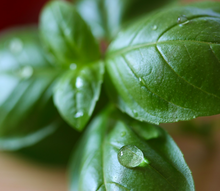 Load image into Gallery viewer, Water droplets drip of the green leaves off the kitchen herb Sweet Genovese Basil Ocimum basilicum prior to cooking