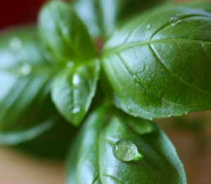 Water droplets drip of the green leaves off the kitchen herb Sweet Genovese Basil Ocimum basilicum prior to cooking