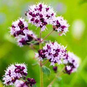 Small tubular pink-white and purple summer flowers of the herbaceous perennial Pot Marjoram Origanum vulgare