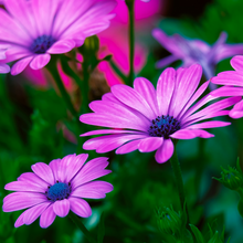 Load image into Gallery viewer, Lilac &amp; lavender-purple autumn flowers &amp; fragrant, serrated foliage of an Osteospermum ecklonis African Daisy Cape Marguerite