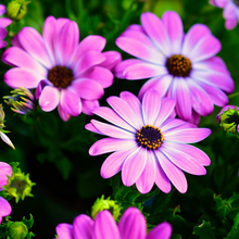 Load image into Gallery viewer, Spectacular rose-pink summer flowers of an Osteospermum ecklonis African Daisy in a sunny garden border | Heartwood Seeds UK