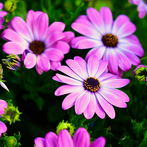 Spectacular rose-pink summer flowers of an Osteospermum ecklonis African Daisy in a sunny garden border | Heartwood Seeds UK