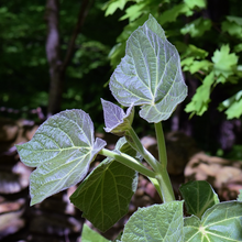 Load image into Gallery viewer, The architectural and exotic looking young leaves of a Paulownia fortunei Fortune&#39;s Empress Tree in Taiwan