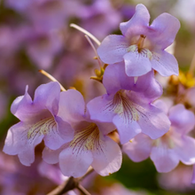 Load image into Gallery viewer, Beautiful pink-white spring flowers possessing purple-spotted cream insides on a Paulownia fortunei Fortune&#39;s Empress Tree