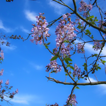 Load image into Gallery viewer, Lavender-purple and white fragrant flowers cover a Paulownia fortunei tree during late spring in China | Heartwood Seeds UK