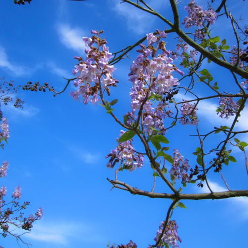 Lavender-purple and white fragrant flowers cover a Paulownia fortunei tree during late spring in China | Heartwood Seeds UK