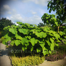 Load image into Gallery viewer, Large heart-shaped palmate tropical leaves of world&#39;s fastest growing foxglove tree Paulownia tomentosa, Wales Botanic Garden