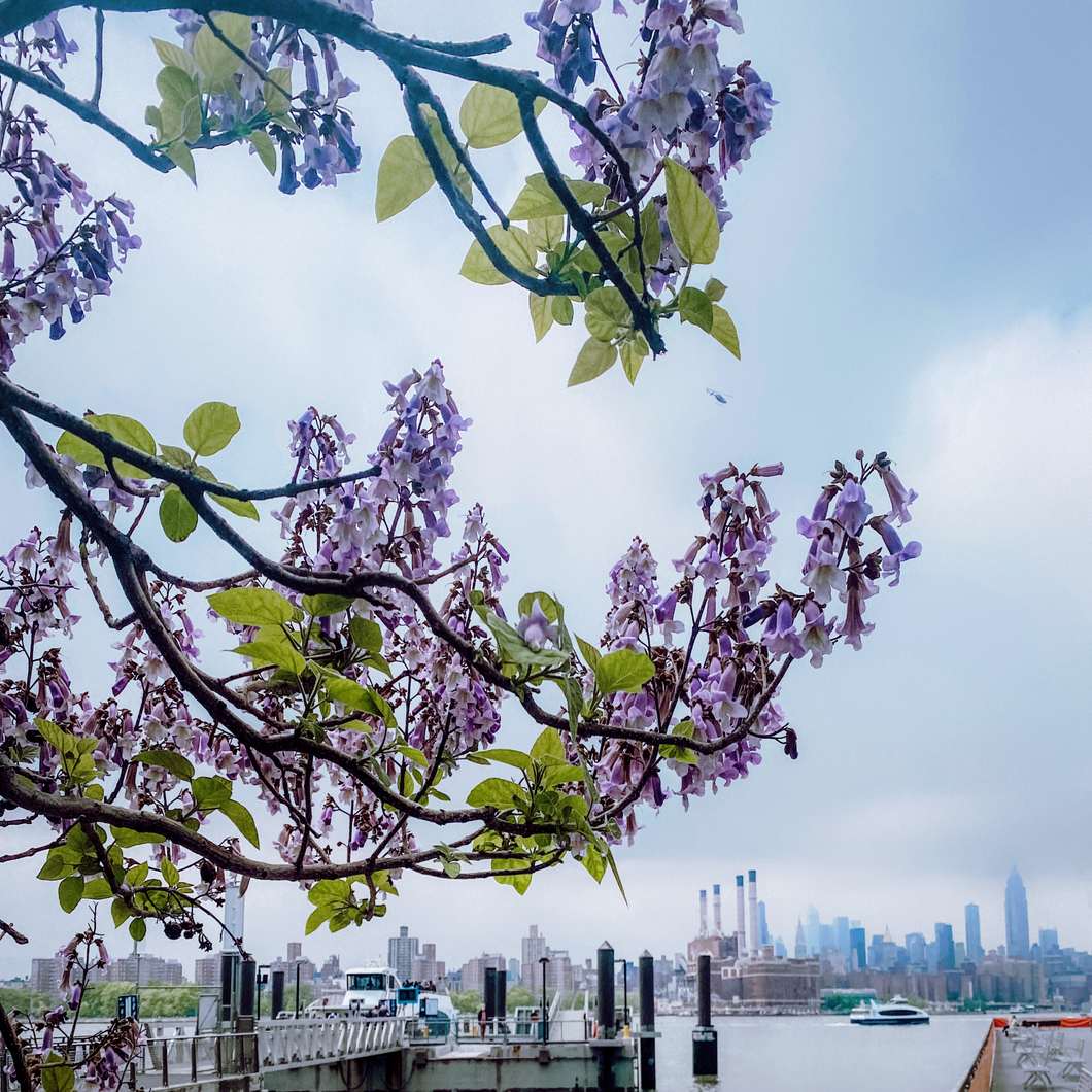 Beautiful blue trumpet-shaped spring flowers on Paulownia tomentosa Foxglove Tree in a rare plant garden | Heartwood Seeds UK