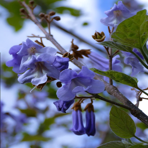 Beauty & fragrance of lilac foxglove-shaped exotic Paulownia tomentosa Empress Foxglove Tree flowers in outdoor summer garden