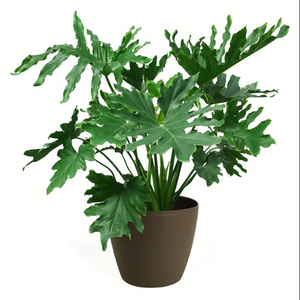 Eye-catching green glossy foliage of a Philodendron bipinnatifidum Tree on display as an indoor textural accent potted plant