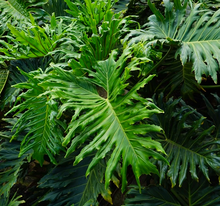 Load image into Gallery viewer, The handsome broad-leaf evergreen shrub Lacy-Tree Philodendron selloum RHS AGM within a tropical rainforest in South America