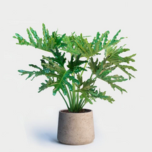 Load image into Gallery viewer, Large deeply-lobed leaves on a beautiful potted specimen of a Horsehead Philodendron bipinnatifidum tree | Heartwood Seeds UK