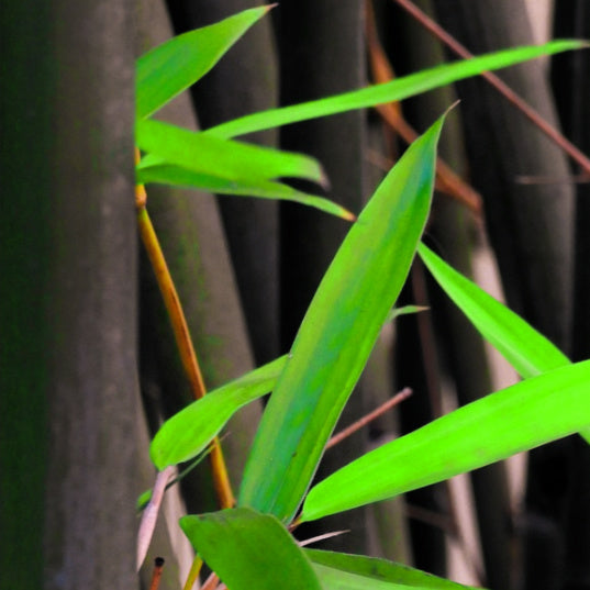 Bright green leaves contrast with the shiny black bamboo culms of Phyllostachys nigra in southern China | Heartwood Seeds UK
