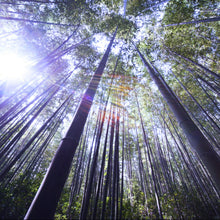 Load image into Gallery viewer, Bright sunlight shines through a tall forest of Phyllostachys edulis pubescens Moso Bamboos within China